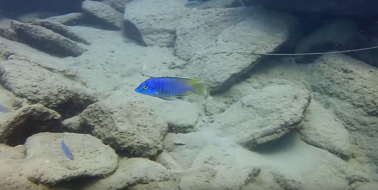 Mylochromis lateristriga