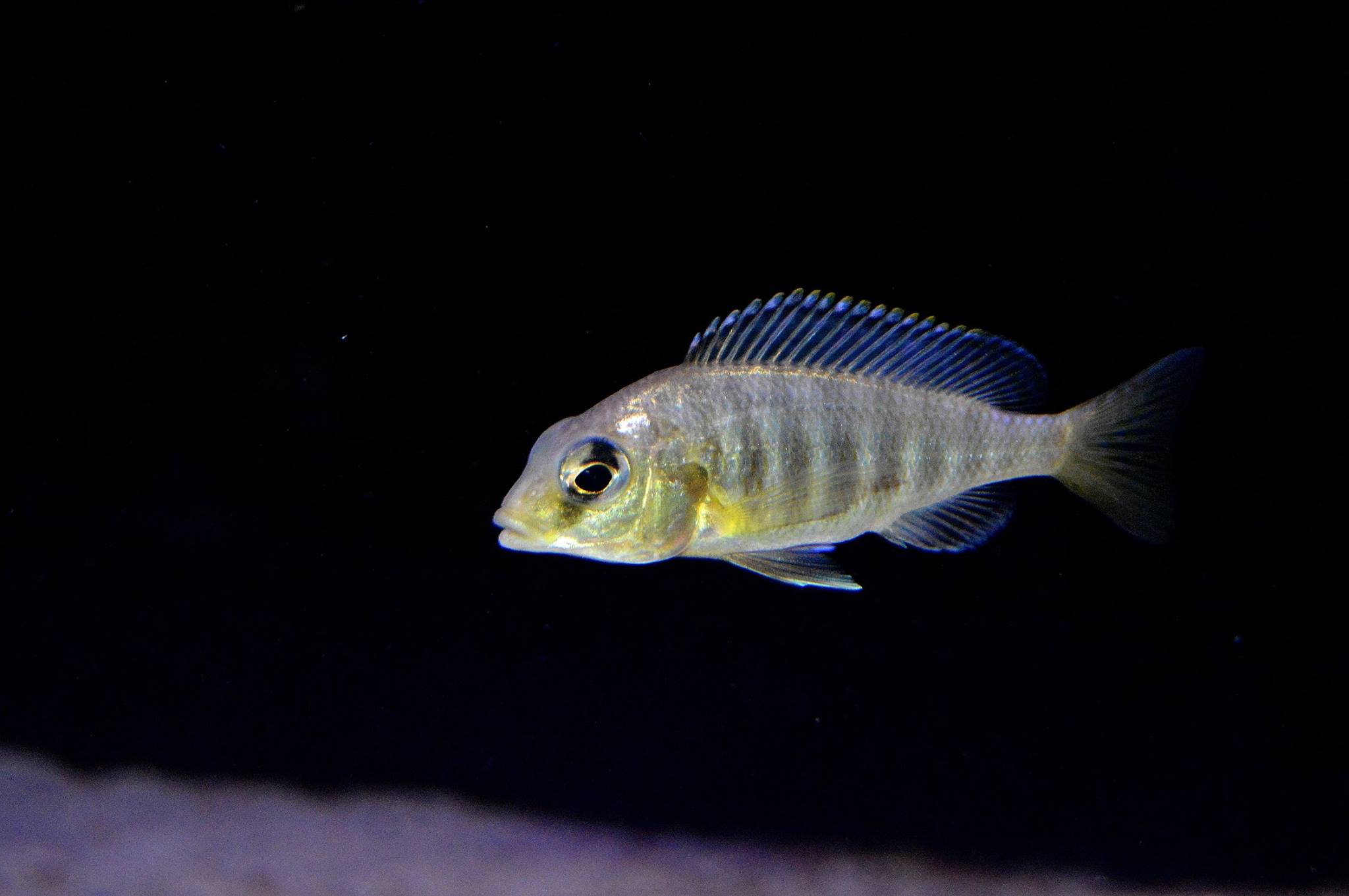 Mylochromis melanonotus