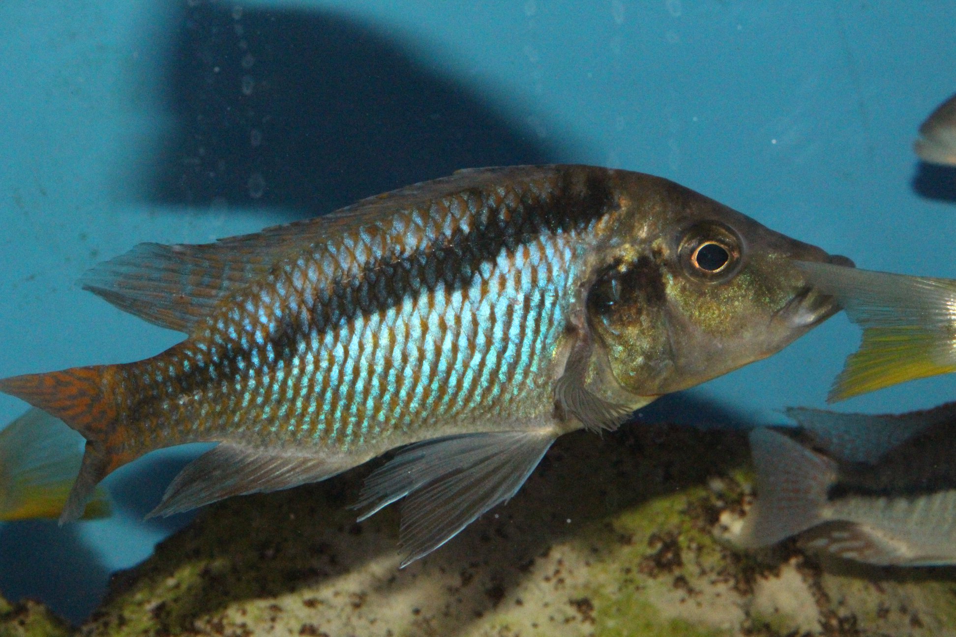 Mylochromis mchuse male thomas engel aqua treff