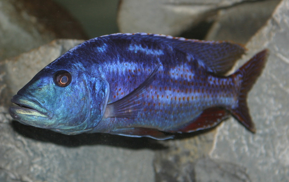 Nimbochromis fuscotaeniatus Swen Danner