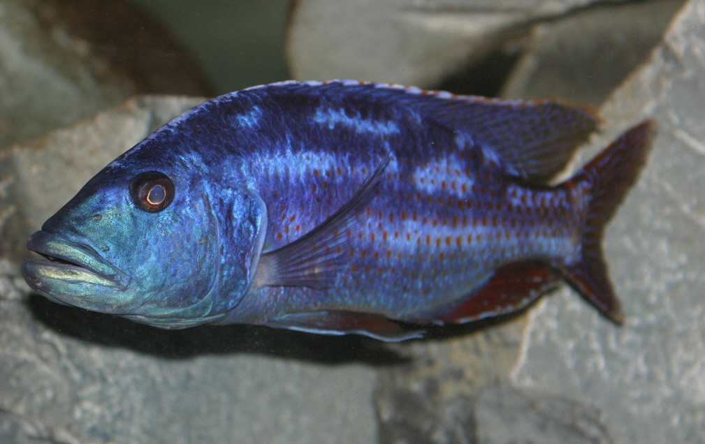 Nimbochromis fuscotaeniatus