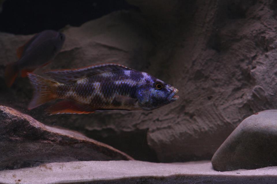 Nimbochromis livingstonii maleToni Wagner