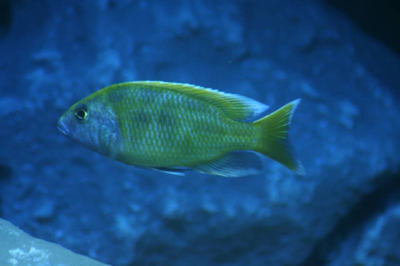 Nimbochromis venustus