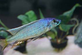 Otopharynx sp. "torpedo blue"