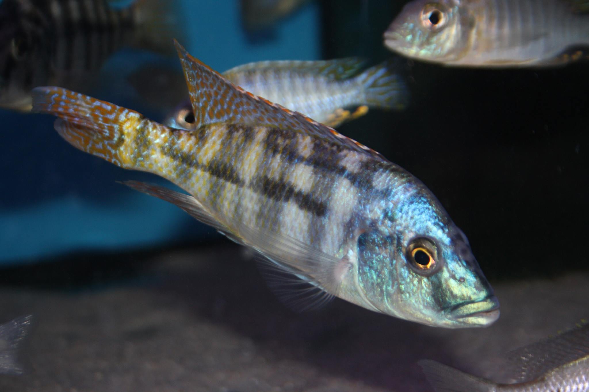 Placidochromis johnstoni