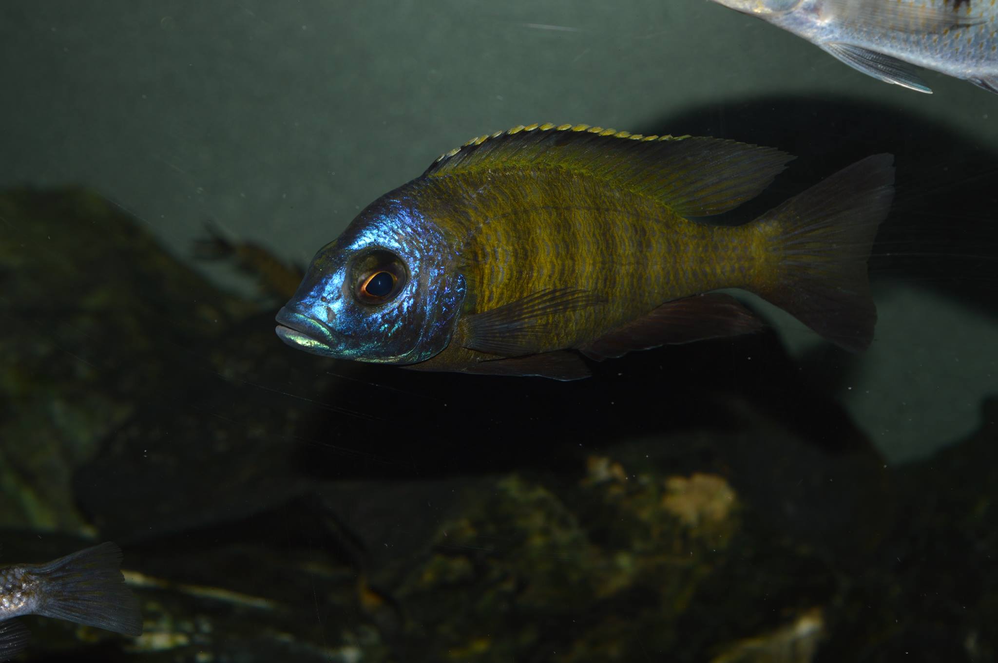 Placidochromis sp. "mbamba"