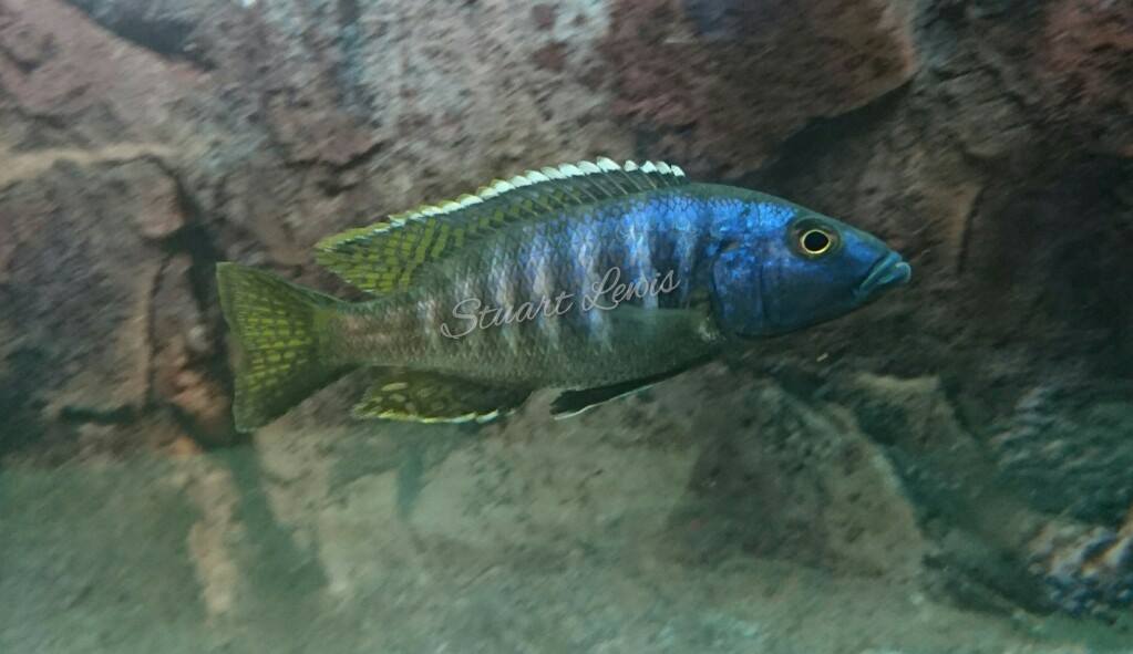 Sciaenochromis_ahli_chimwalani