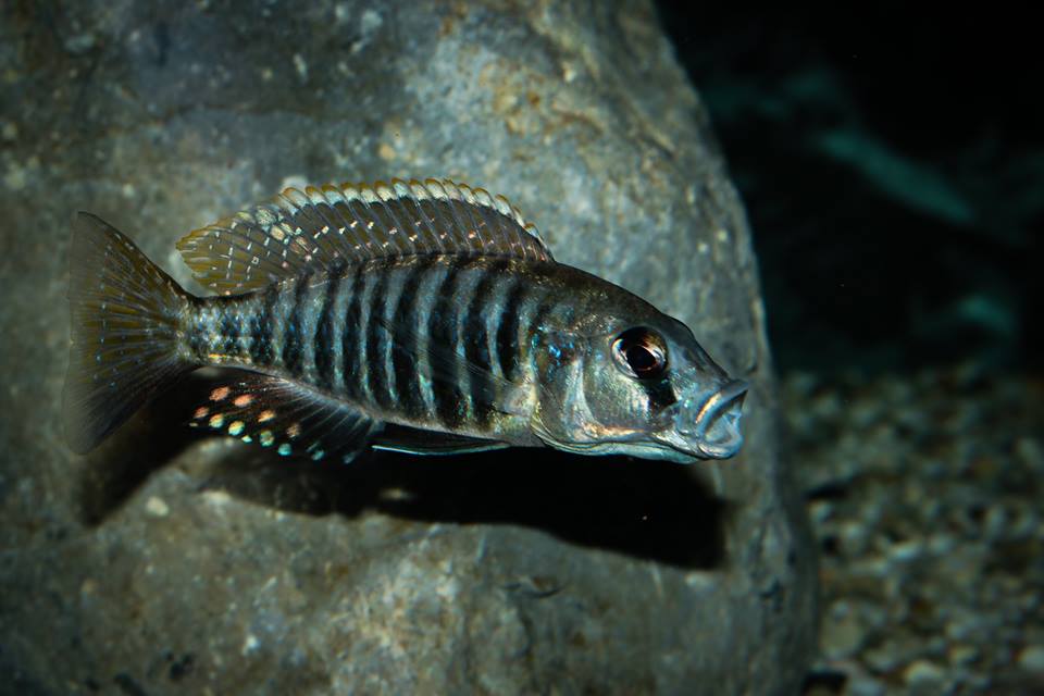 Sciaenochromis sp. nyassae Mnnchen   Toni Wagner 1