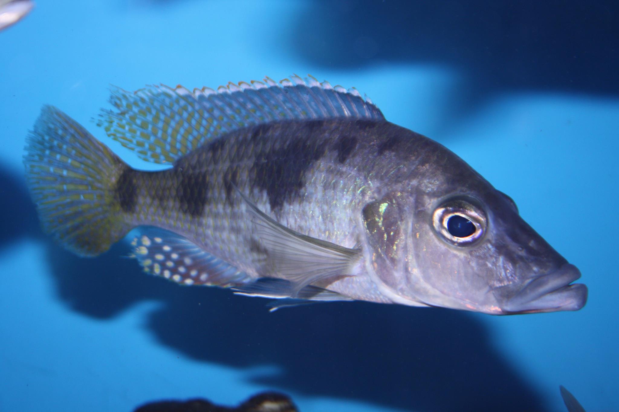 Stigmatochromis woodi