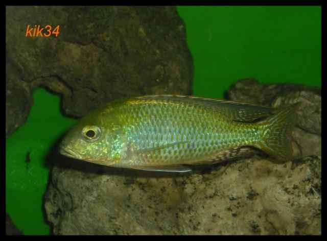 Tramitichromis intermedius Kambiri Point male yann dupuy