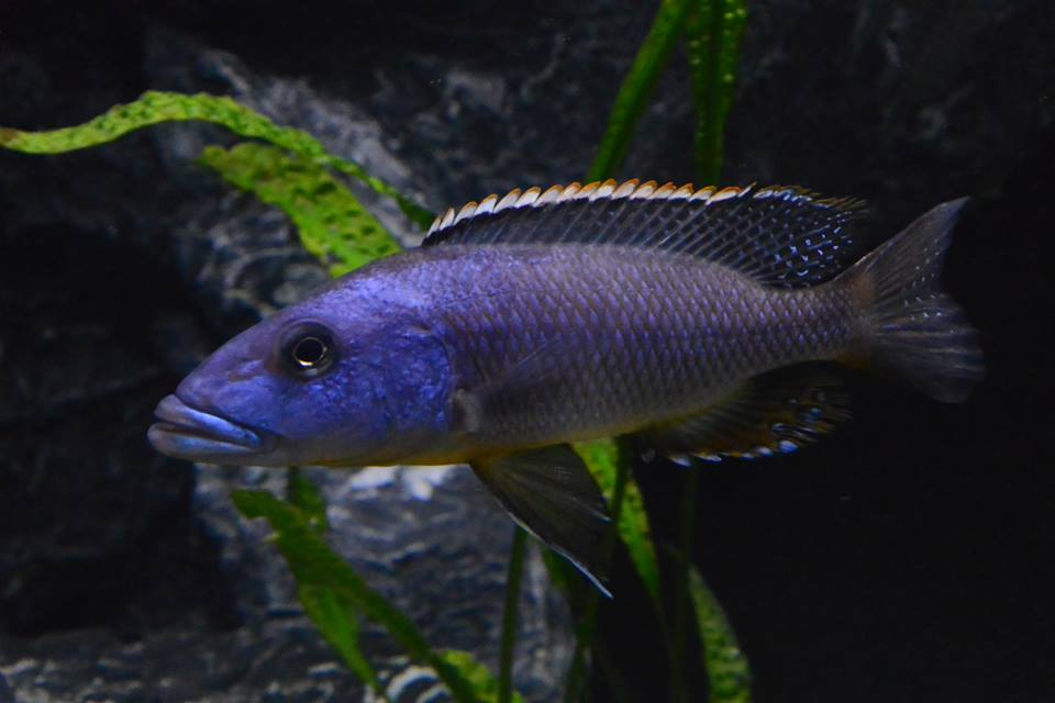 Tyrannochromis macrostoma