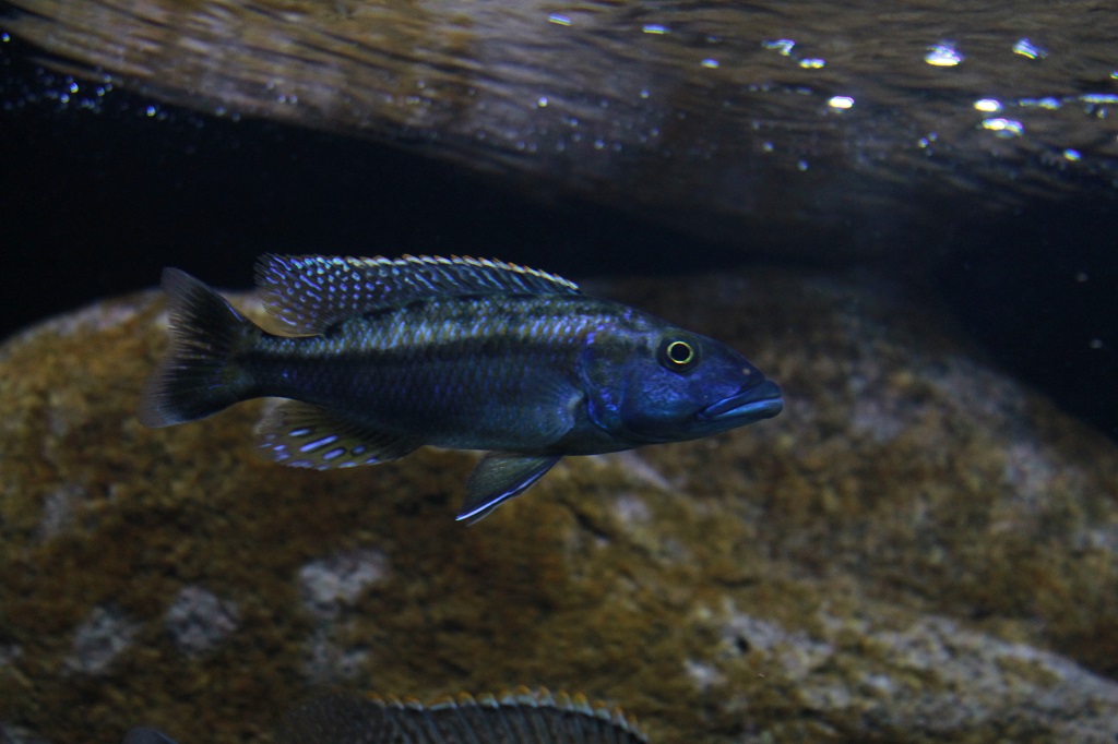 Tyrannochromis maculiceps