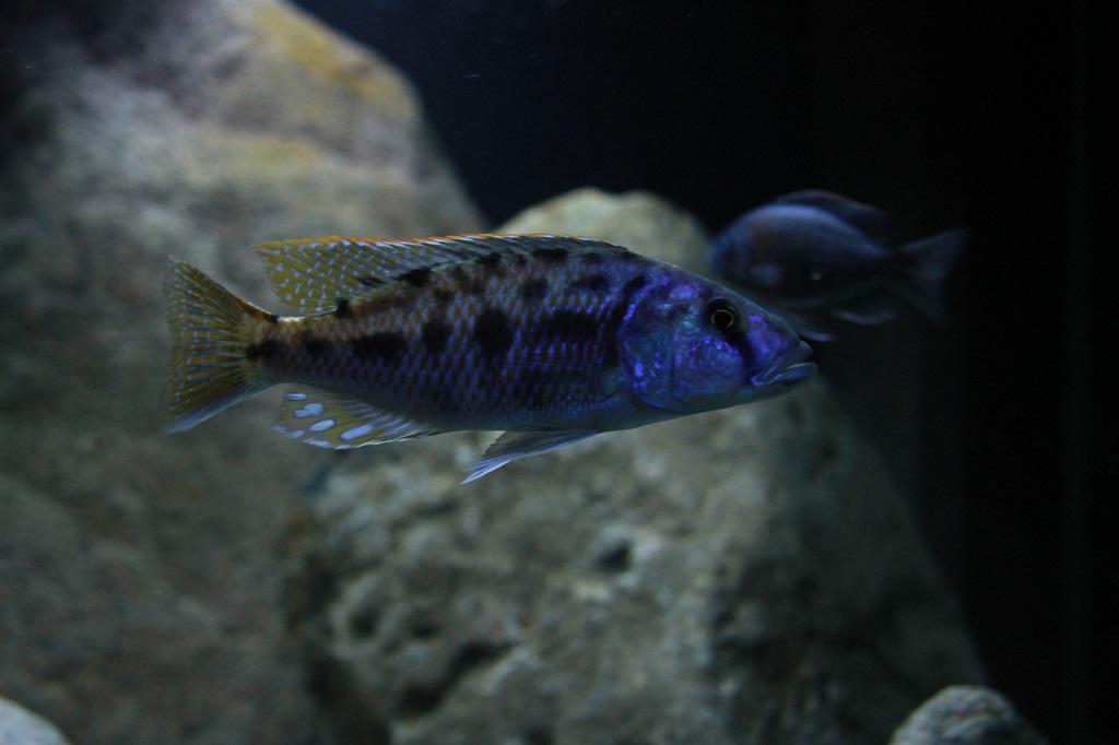 Tyrannochromis nigriventer