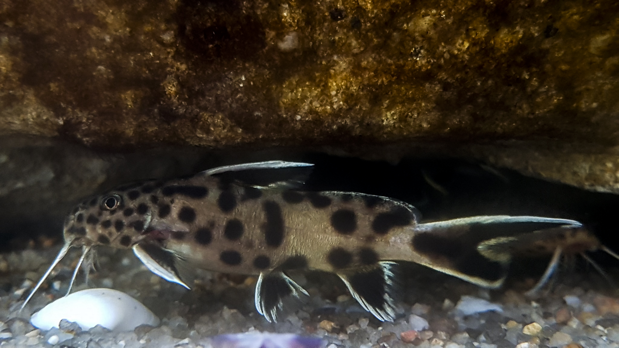 Synodontis petricola nazim Postal1