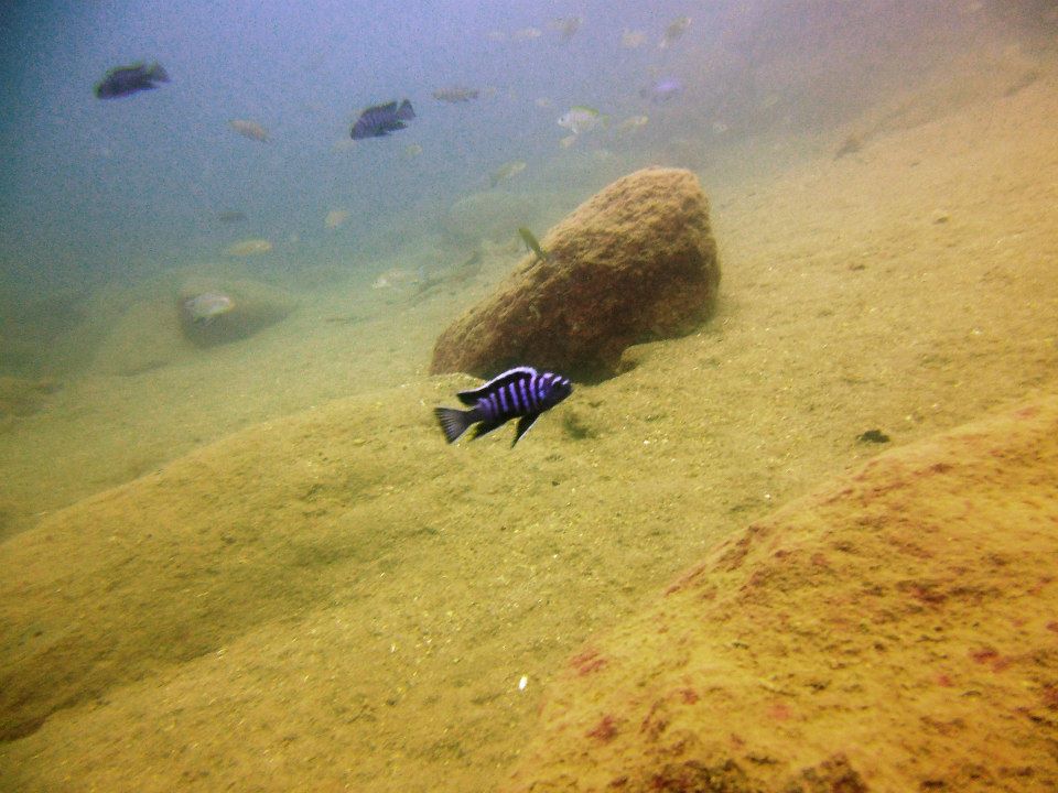 Cynotilapia zebroides lions cove Pete Barnes