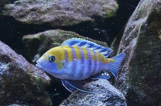 adriano scholtes cynotilapia zebroides cobue